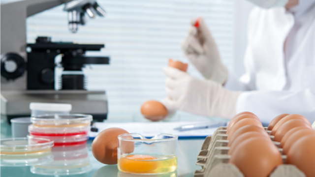 Pessoa a analisar os ovos em laboratório